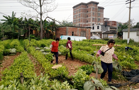 梧州市苗木交易市場迎來銷售旺季