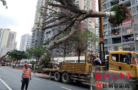 綠化迎賓路西段