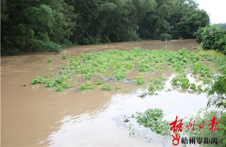 強(qiáng)降雨致農(nóng)田受淹 