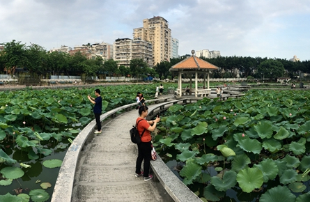 碧葉紅花引人來(lái)