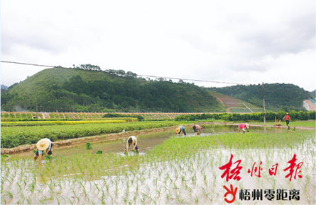 加快夏收夏種進度