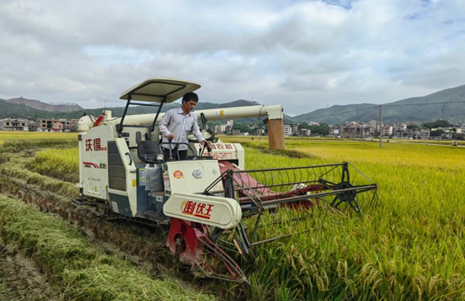 梧州市晚稻種植面積、單產比往年有所提高