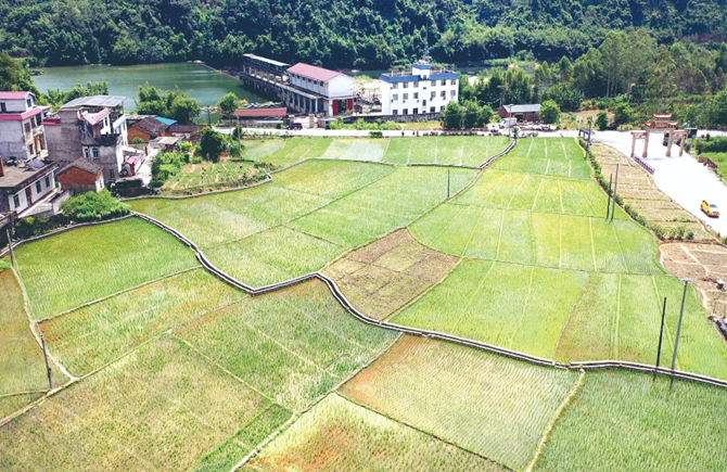 夏種搶農(nóng)時