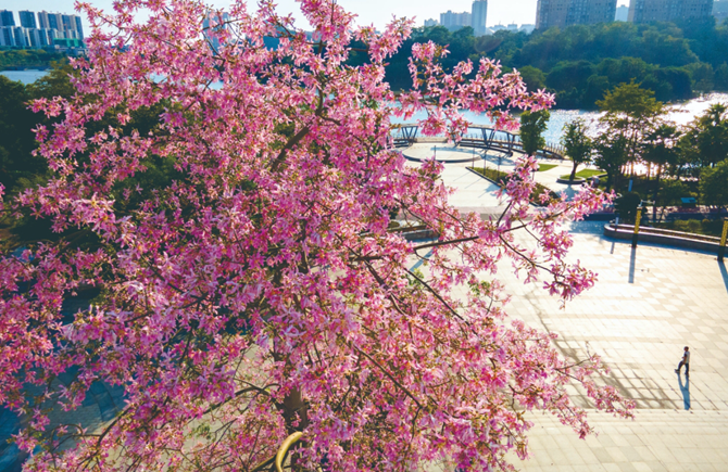 霜降時(shí)節(jié)花爭艷